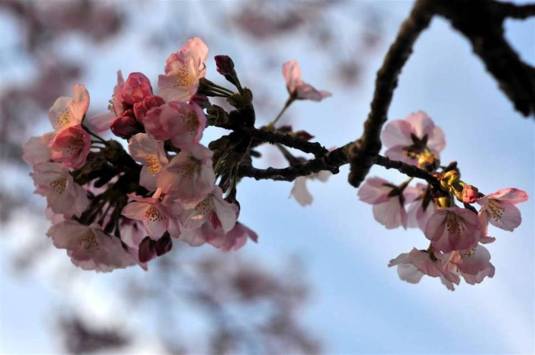 Cherry Blossom-006