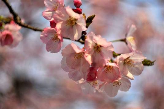 Cherry Blossom-010