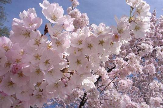 Cherry Blossom-028