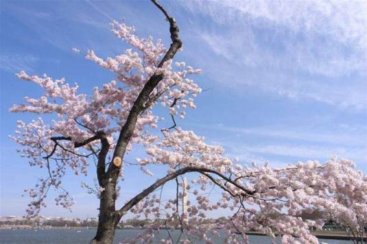Cherry Blossom-040