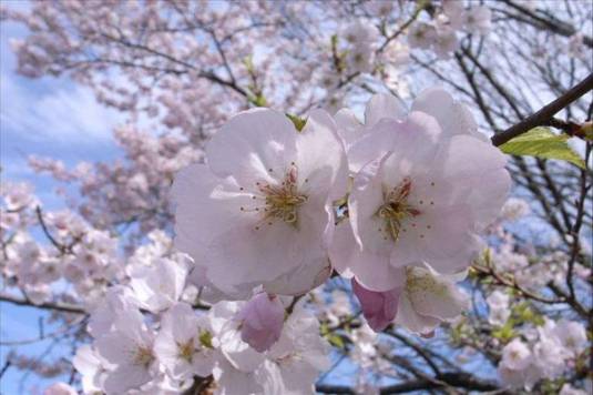 Cherry Blossom-042