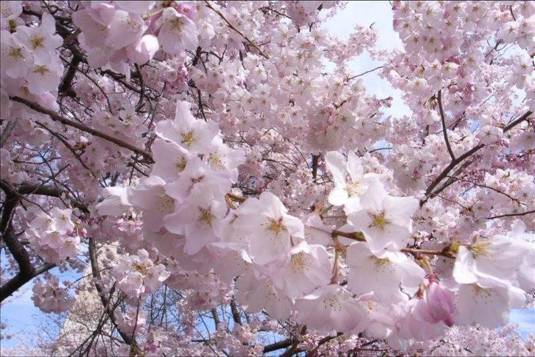 Cherry Blossom-044